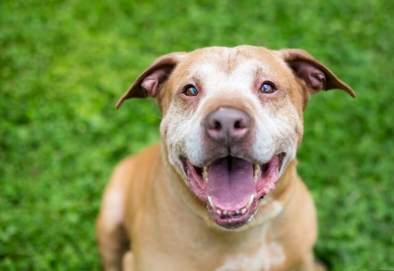 Top 10 Fun Games to Play with Your Dog image